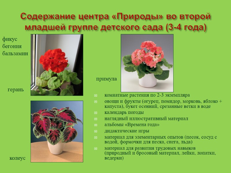 Содержание центра «Природы» во второй младшей группе детского сада (3-4 года) комнатные растения по